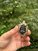 HI YELLOW Florida Box Turtle 2025