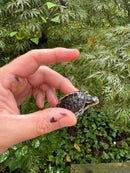 HI YELLOW Florida Box Turtle 2025