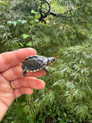 HI YELLOW Florida Box Turtle 2025