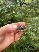 HI YELLOW Florida Box Turtle 2025