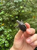 HI YELLOW Florida Box Turtle 2025