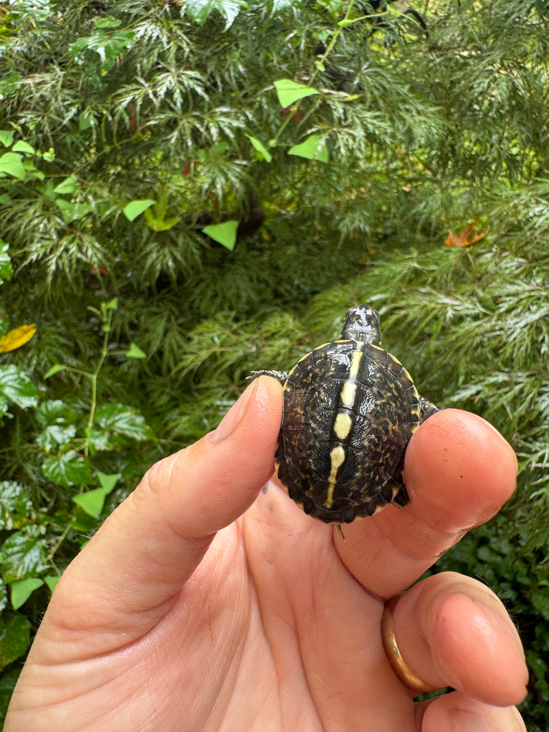 HI YELLOW Florida Box Turtle 2025