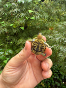 HI YELLOW Florida Box Turtle 2025