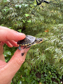 HI YELLOW Florida Box Turtle 2025
