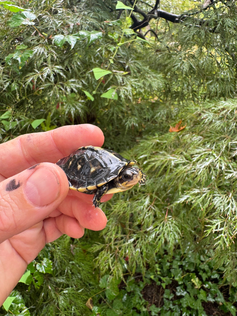 HI YELLOW Florida Box Turtle 2025