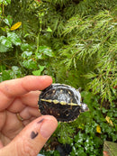 HI YELLOW Florida Box Turtle 2025