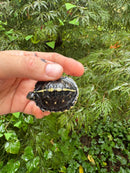 HI YELLOW Florida Box Turtle 2025