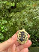 HI YELLOW Florida Box Turtle 2025