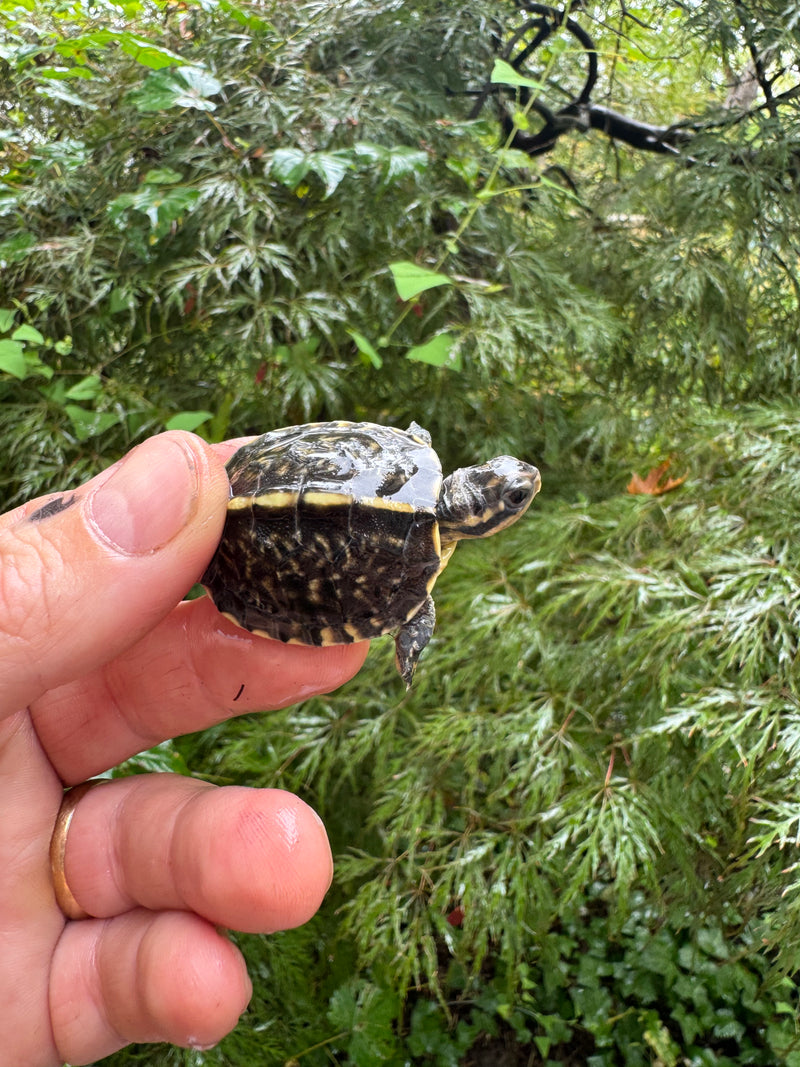HI YELLOW Florida Box Turtle 2025