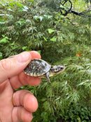 HI YELLOW Florida Box Turtle 2025