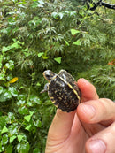 HI YELLOW Florida Box Turtle 2025