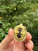 HI YELLOW Florida Box Turtle 2025