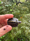 HI YELLOW Florida Box Turtle 2025