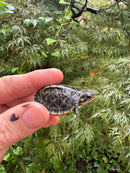 HI YELLOW Florida Box Turtle 2025