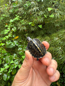 HI YELLOW Florida Box Turtle 2025