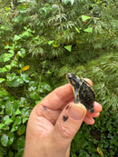 HI YELLOW Florida Box Turtle 2025