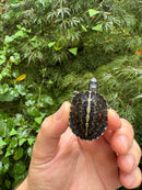 HI YELLOW Florida Box Turtle 2025
