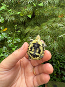 HI YELLOW Florida Box Turtle 2025