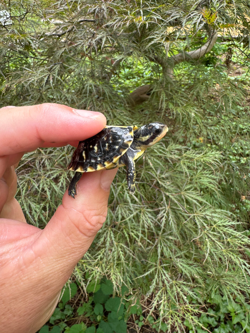 HI YELLOW Florida Box Turtle Baby 2024