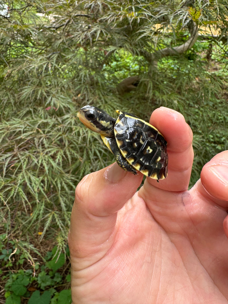 HI YELLOW Florida Box Turtle Baby 2024