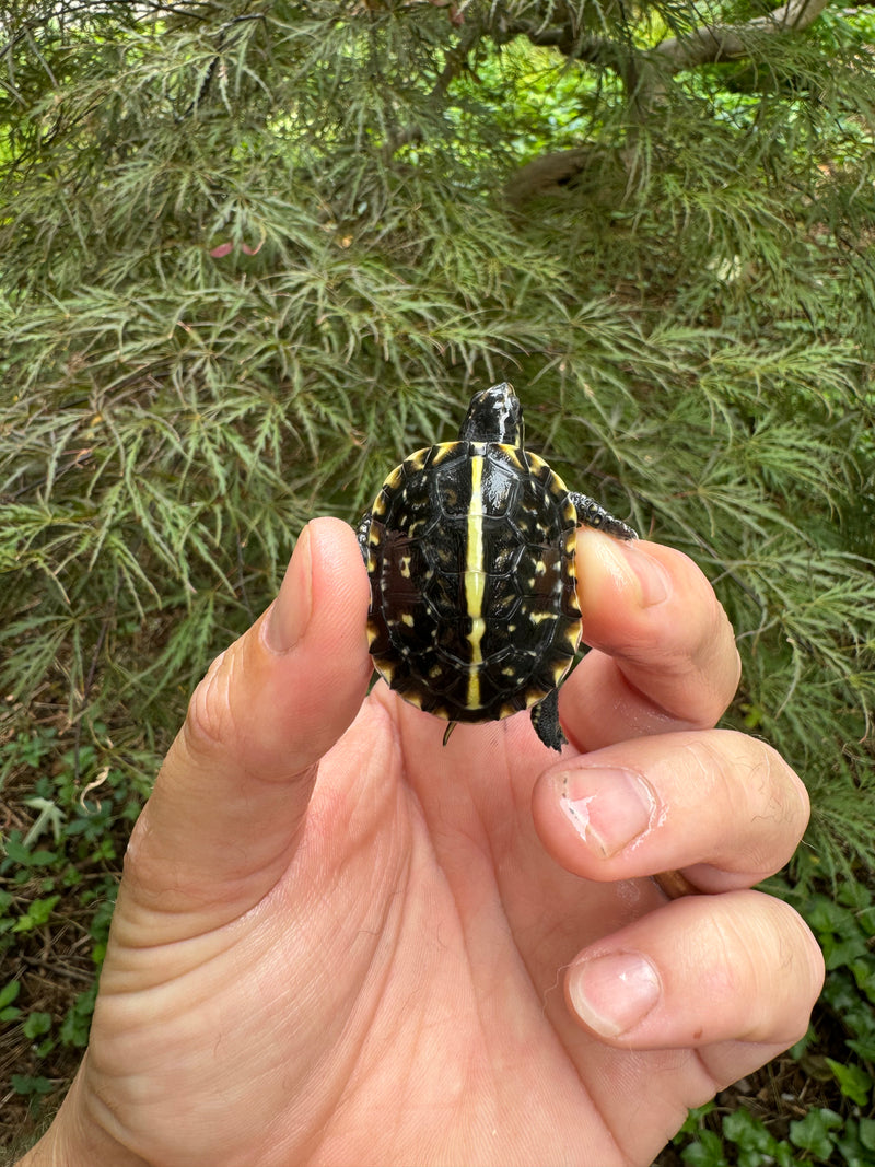 HI YELLOW Florida Box Turtle Baby 2024