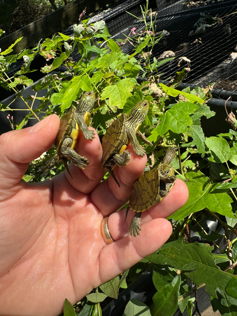 Northern Geographic Map Turtle Baby (Graptemus geographica)