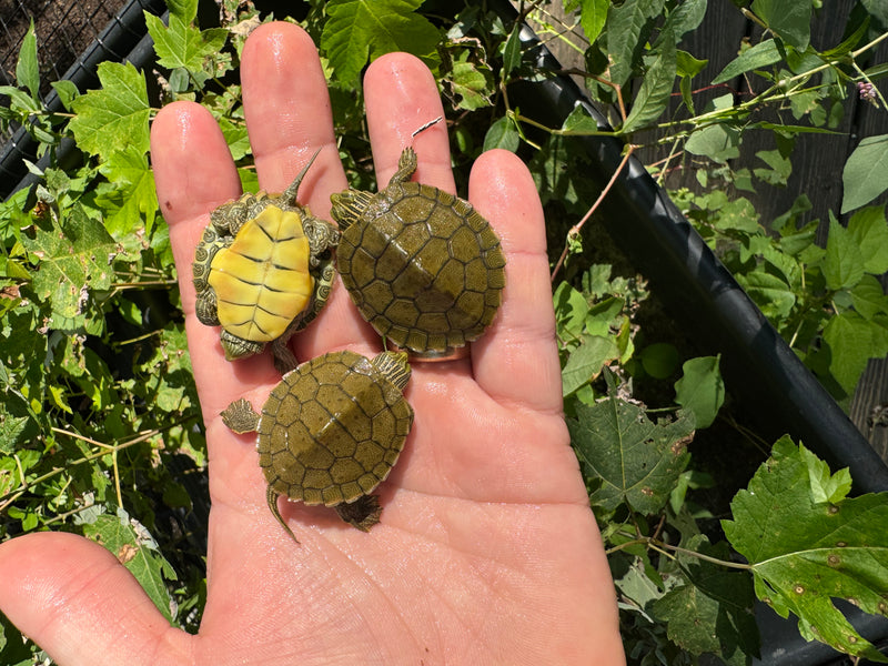 Northern Geographic Map Turtle Baby (Graptemus geographica)