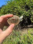 Indian Pink Ringed Tent Turtle