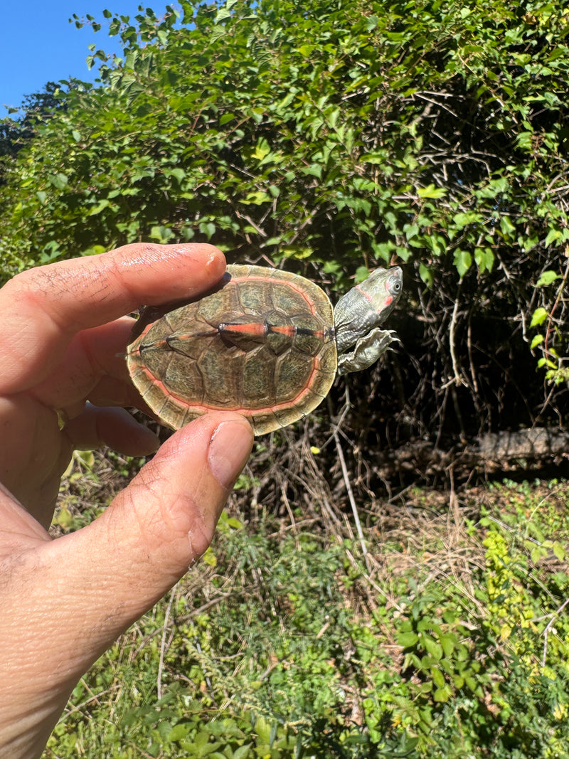 Indian Pink Ringed Tent Turtle