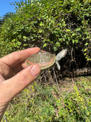Indian Pink Ringed Tent Turtle