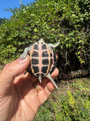 Indian Pink Ringed Tent Turtle