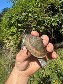 Indian Pink Ringed Tent Turtle