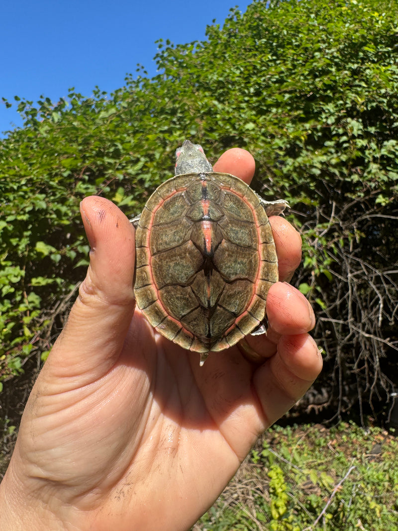 Indian Pink Ringed Tent Turtle