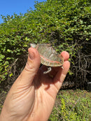 Indian Pink Ringed Tent Turtle