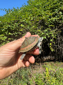 Indian Pink Ringed Tent Turtle