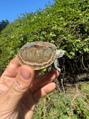 Indian Pink Ringed Tent Turtle