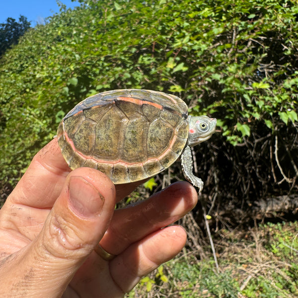 turtle tent Pink Ringed Tent Turtle For Sale