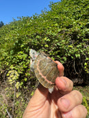 Indian Pink Ringed Tent Turtle