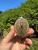 Indian Pink Ringed Tent Turtle