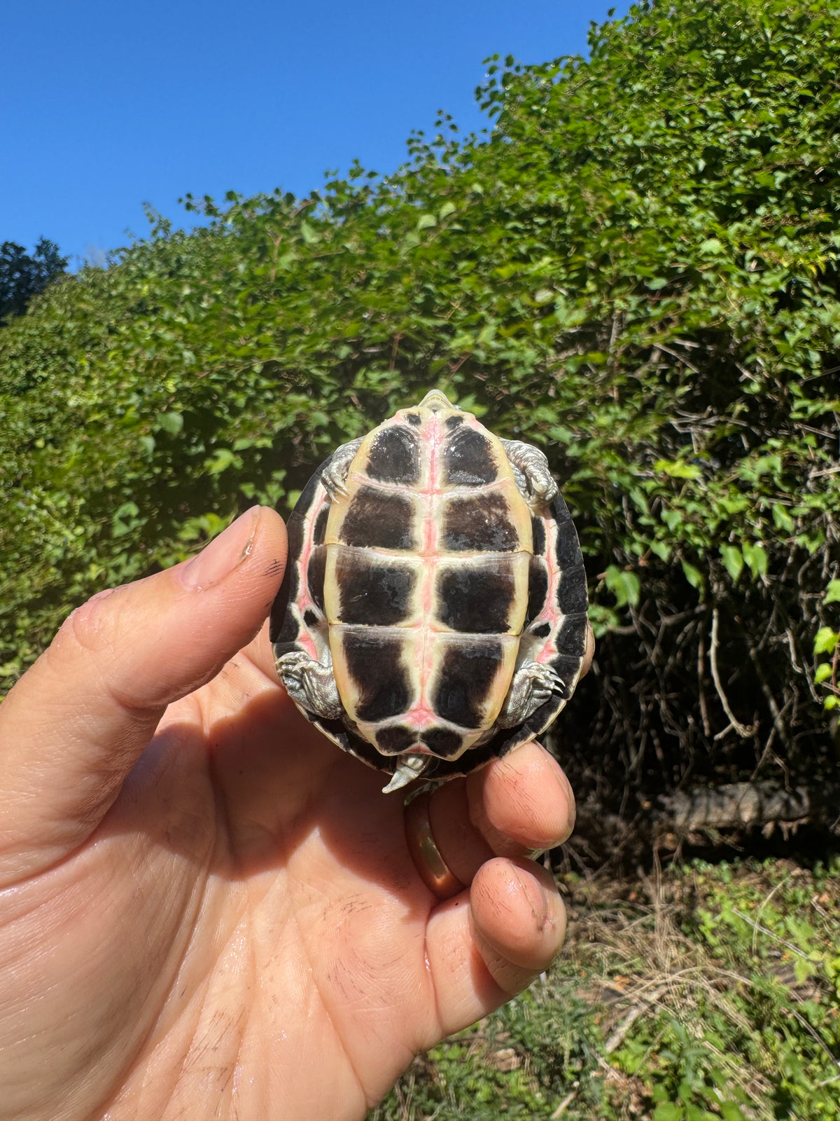 turtle tent Pink Ringed Tent Turtle For Sale