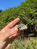 Indian Pink Ringed Tent Turtle