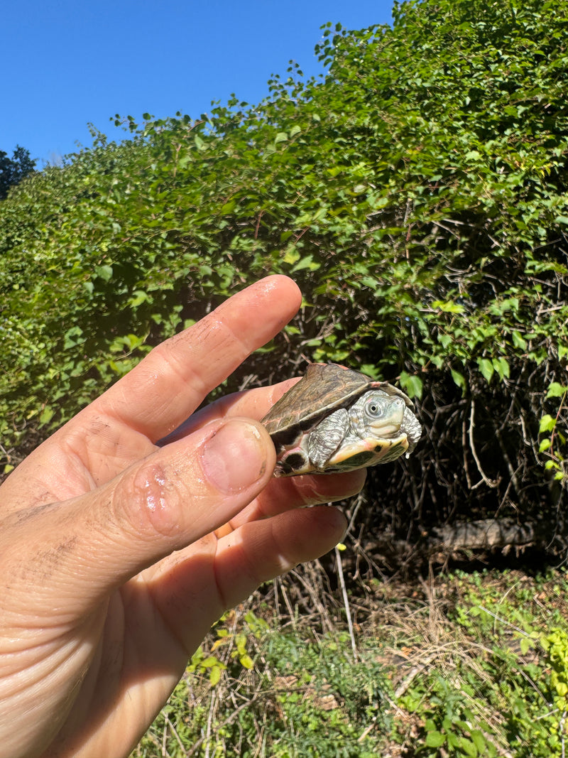 Indian Pink Ringed Tent Turtle