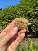 Golden Coin Box Turtle 2025