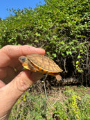 Golden Coin Box Turtle 2025