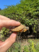 Golden Coin Box Turtle 2025