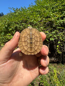 Golden Coin Box Turtle 2025
