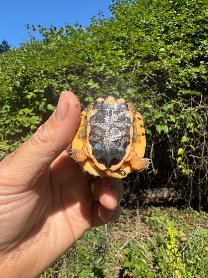 Golden Coin Box Turtle 2025