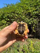 Golden Coin Box Turtle 2025