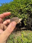 Hypomelanistic Common Snapping Turtle 2025