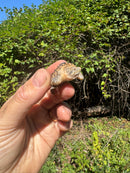 Hypomelanistic Common Snapping Turtle 2025